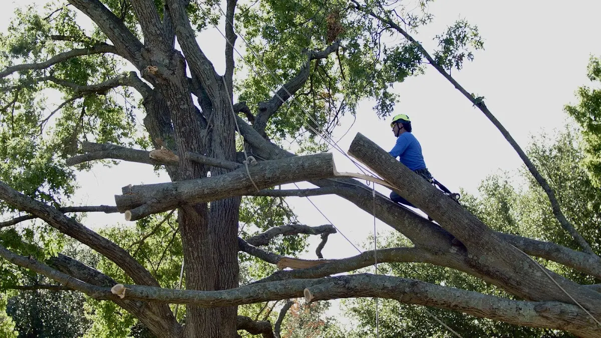 Professional Crown Thinning performed by certified arborists in Paige