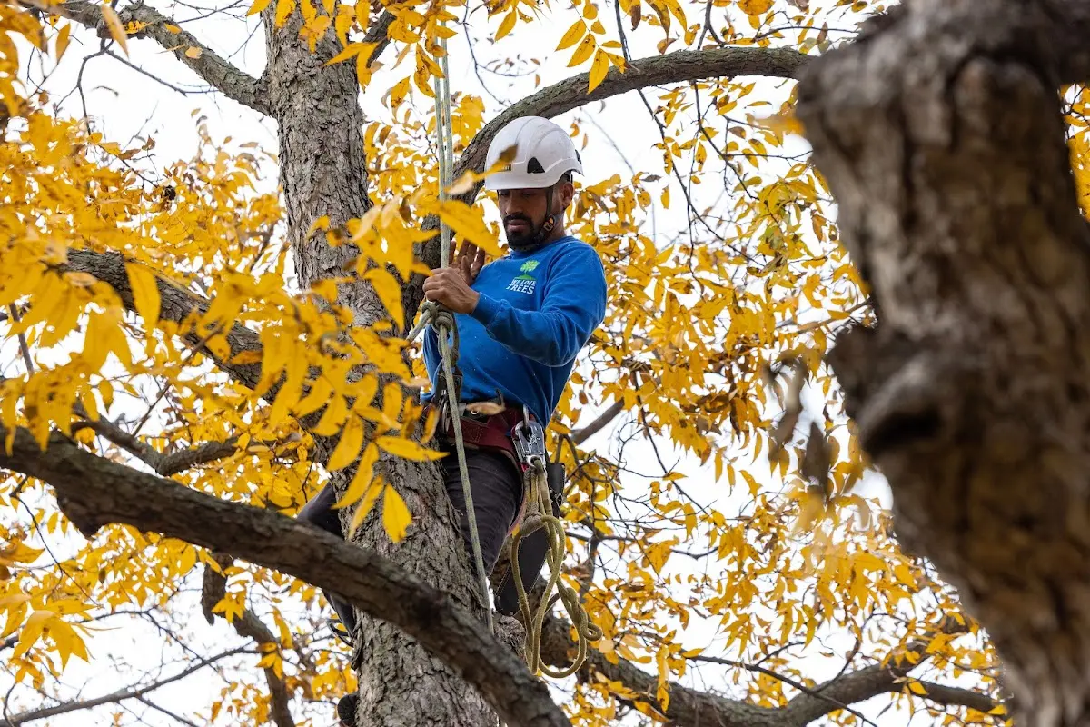 Skilled Tree Planing crew working in Paige