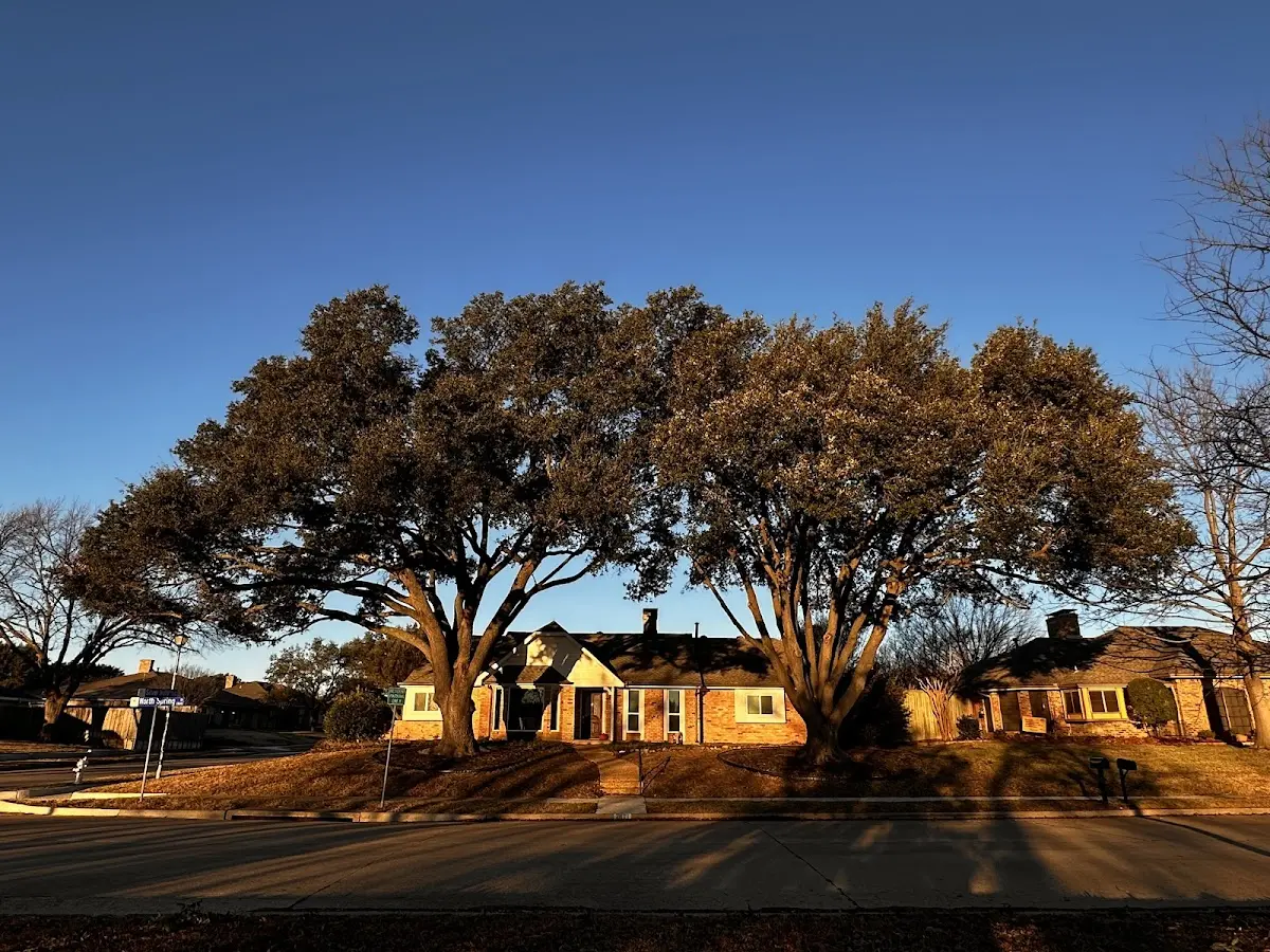 Established residential canopy tree shading a home in Paige